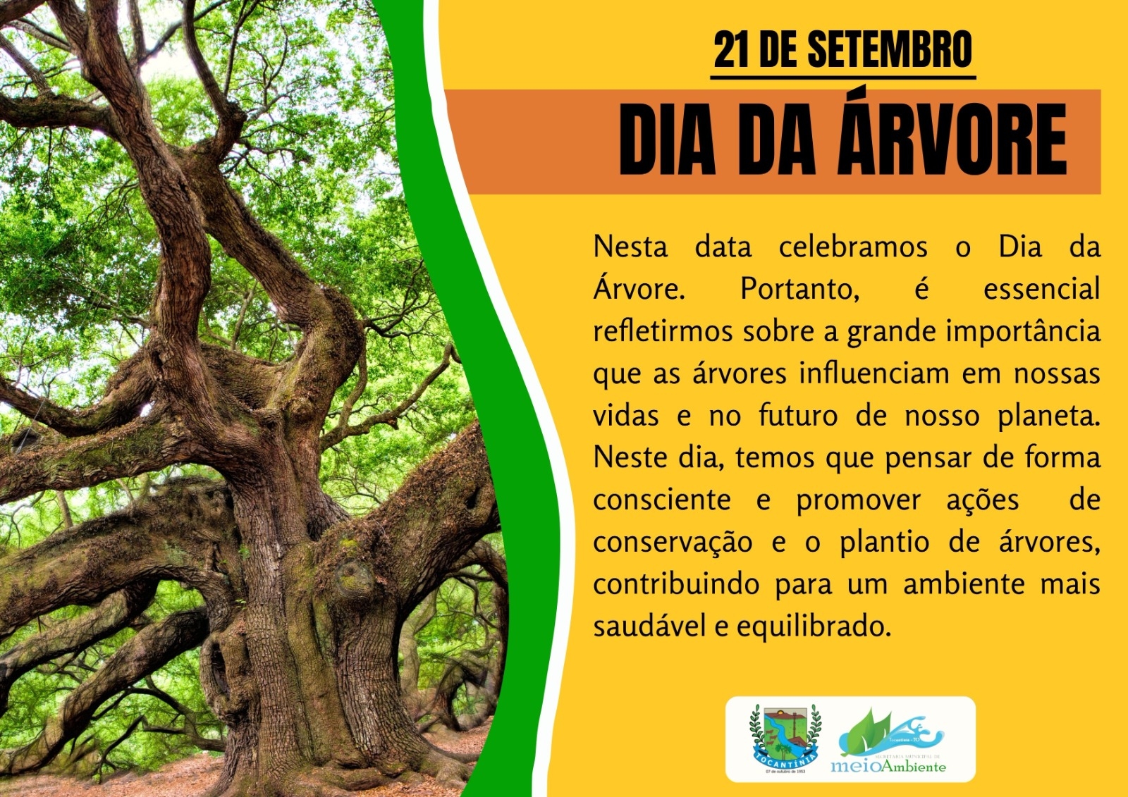 Dia da Árvore: 21 de Setembro é dia de incentivar a Preservação Ambiental